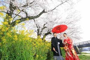 番傘を持ちながら桜、菜の花と一緒に映る新郎新婦様