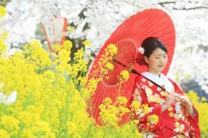 菜の花と桜の中で番傘をさす新婦様