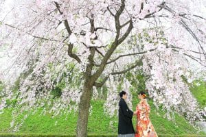 金沢城公園内の枝垂れ桜での前撮り写真
