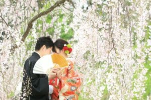 枝垂れ桜の中キスをする新郎新婦様