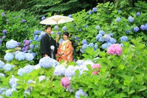 金沢市の花菖蒲園にて紫陽花との和装前撮り撮影