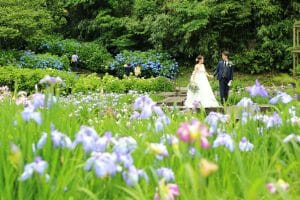 金沢市内の卯辰山花菖蒲園でお取りしたドレスの前撮り写真