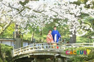 兼六園の花見橋で桜を背景に前撮りをする新郎新婦様